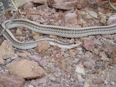 Salvadora hexalepis hexalepis