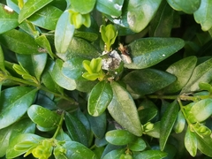 Buxus sempervirens