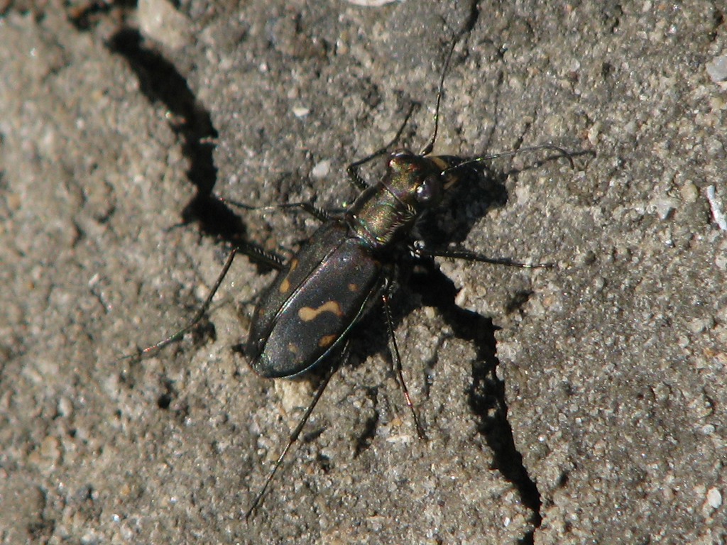Wetsalts Tiger Beetle