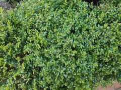 Buxus sempervirens