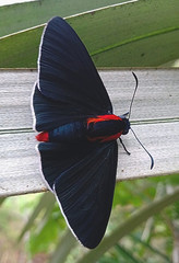 Pyrrhopyge decipiens