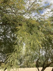 Prosopis alba