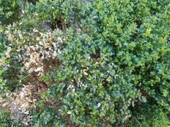 Buxus sempervirens