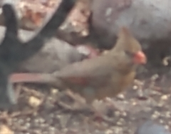 Cardinalis cardinalis