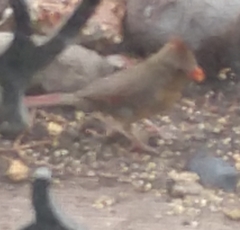 Cardinalis cardinalis