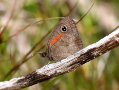 Cassionympha cassius