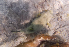 Arothron immaculatus