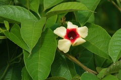 Mandevilla hirsuta