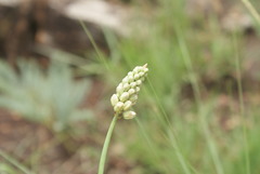Eriospermum cooperi