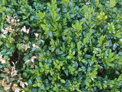 Buxus sempervirens