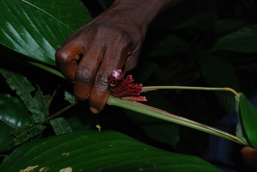 Marantochloa conferta, photograph 3