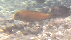 Acanthurus tennentii