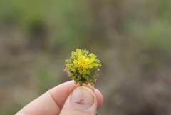 Lasiosiphon sericocephalus