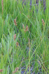 Carex douglasii