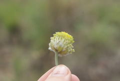 Lasiosiphon sericocephalus