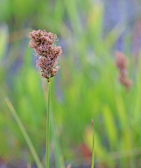 Carex douglasii
