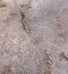 Myrichthys maculosus