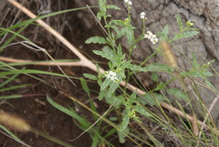Heliotropium ciliatum