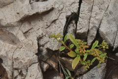 Limeum viscosum transvaalense