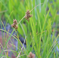 Carex douglasii