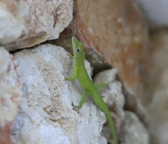Anolis callainus