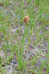 Carex douglasii