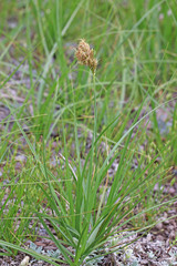Carex douglasii
