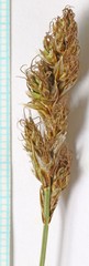 Carex douglasii