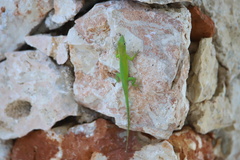 Anolis callainus