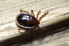 Ixodes hexagonus