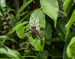 Acanthocephala heissi