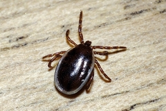 Ixodes hexagonus