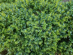 Buxus sempervirens