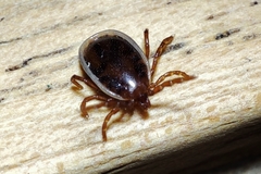 Ixodes hexagonus