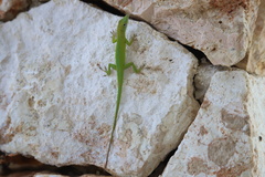 Anolis callainus