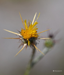 Centaurea idaea