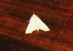 Pharga pholausalis