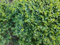 Buxus sempervirens