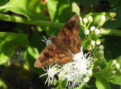 Nisoniades rubescens