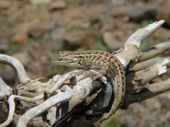 Sceloporus slevini