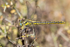Gomphus graslinii