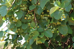 Cordia myxa image