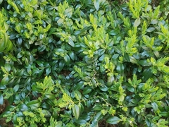 Buxus sempervirens