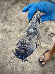 Clarias fuscus