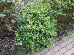 Buxus sempervirens