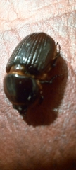 Archophileurus