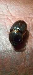Archophileurus