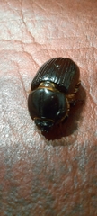 Archophileurus
