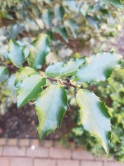 Ilex opaca