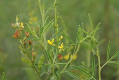 Melolobium subspicatum